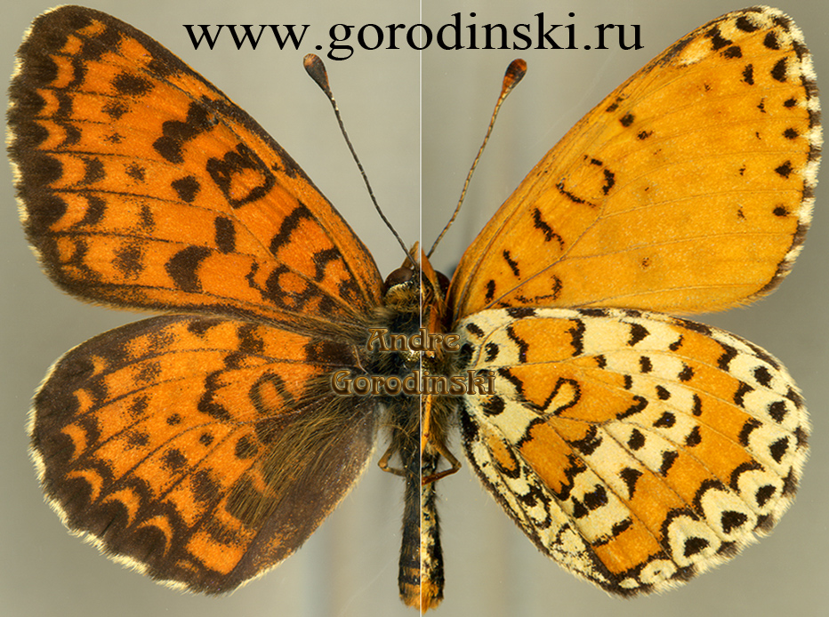 http://www.gorodinski.ru/nymphalidae/Melitaea sutschana sutschana.jpg